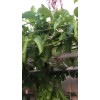 Passion Fruit Passiflora Edulis Passion Fruit Plant 8” With Pot