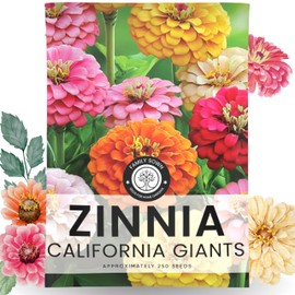 Zinnia California Giants - Large 2,500mg Envelope - 250 Flower Seeds for Planting - Zinnia elegans