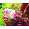 HIERYAN Planaria Trap Catch, Clear Trap Catcher for Cherry Shrimp