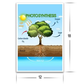 FHJ Photosynthesis Process Poster - Science Biology Anatomy Educational - 18 x 12 Inch Premium Glossy - For Classrooms & Home Decor - Made in USA
