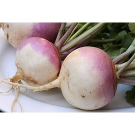The Gardening World 500 Turnip Seeds Purple Top White Globe Heirloom