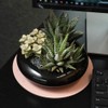 Altman Plants Assorted Live Succulents Desk Buddy Collection Easy Care