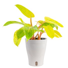 Costa Farms Philodendron Painted Lady Live Plant in Self Watering Pot, Air Purifying Indoor Houseplant, Home, Room, or Office Decor, House Warming or Birthday Gift, 12-16 Inches Tall