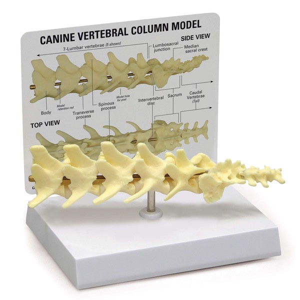 GPI Anatomicals - Canine Vertebral Column Model, Spine Model Replica for Canine Anatomy and Physiology Education, Anatomy Model for Veterinarian’s Offices and Classrooms, Medical Study Supplies