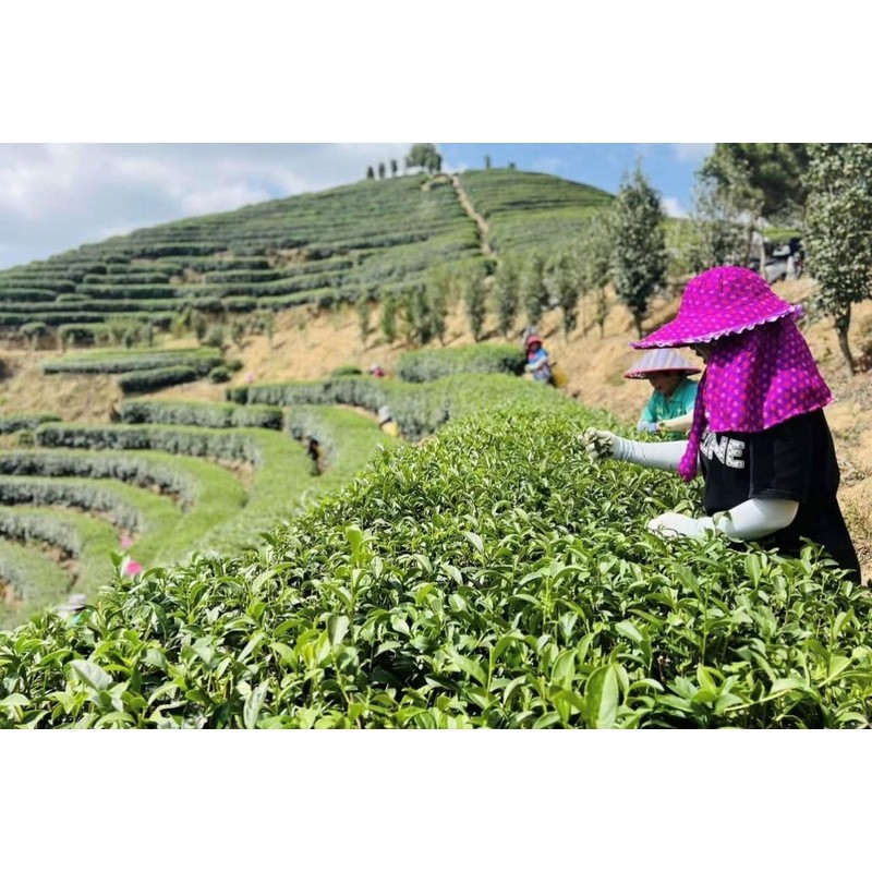 Dongding High Mountain Oolong Tea 125g High-altitude Pollution-free Loose Leaves