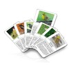 DiPrint Bird Bingo Game! With 63 Native Bird Species