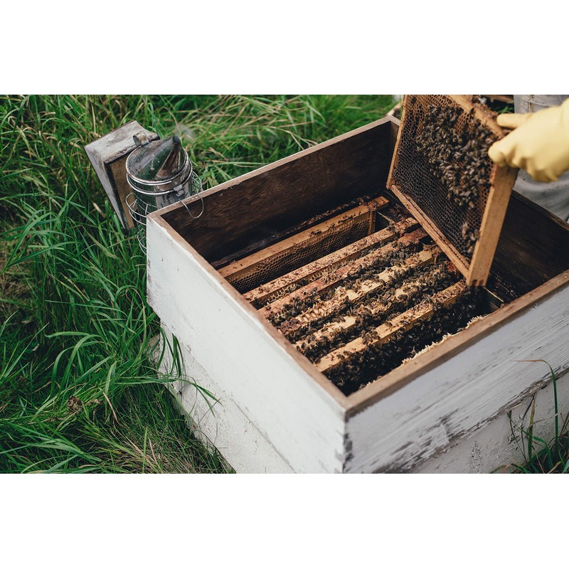 Maters & Co Unpasteurised 100% Pure Oak Honey, 325g jar