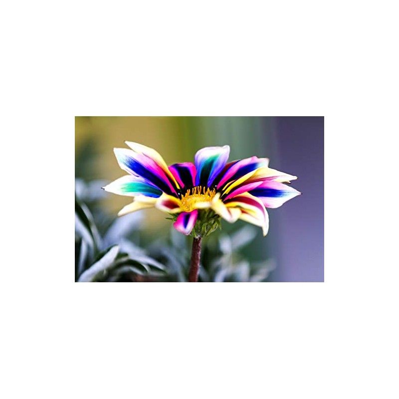 20 Pcs Multicolor Dwarf Variegated Sunflower Seeds Home Garden Decor