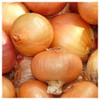 Everwilde Farms - 1 Lb Texas Early Grano Onion Seeds