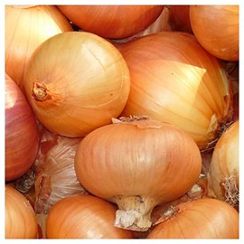 Everwilde Farms - 1 Lb Texas Early Grano Onion Seeds - Gold Vault