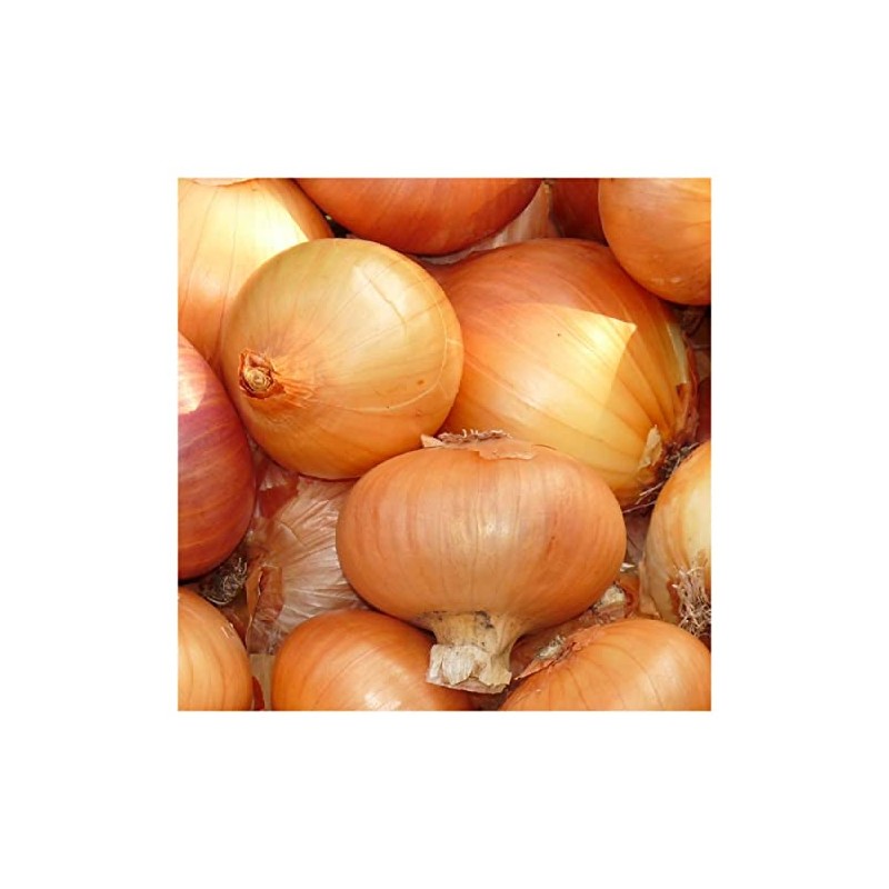 Everwilde Farms - 1 Lb Texas Early Grano Onion Seeds