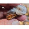 1/4 lb Deer Creek Fire Agate Choice To Mid Grade