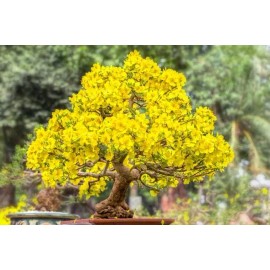 CZ Grain Apricot Bonsai Tree Seeds - 3 Large Seeds for Planting - Stunning Yellow Flowers