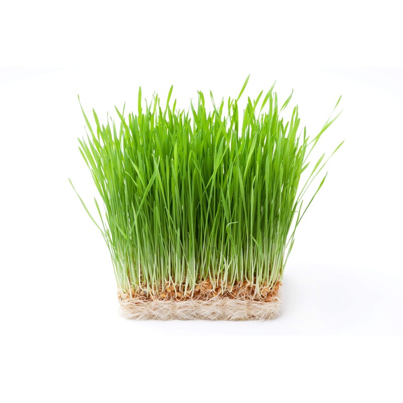 Wheat Berries, 3 Pounds — Non-GMO Verified, Sprouting for Wheatgrass,