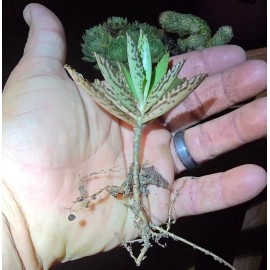 Unbranded (3) Mothers of Thousands Alligator Plant, Succulent Kalanchoe 3 Plants