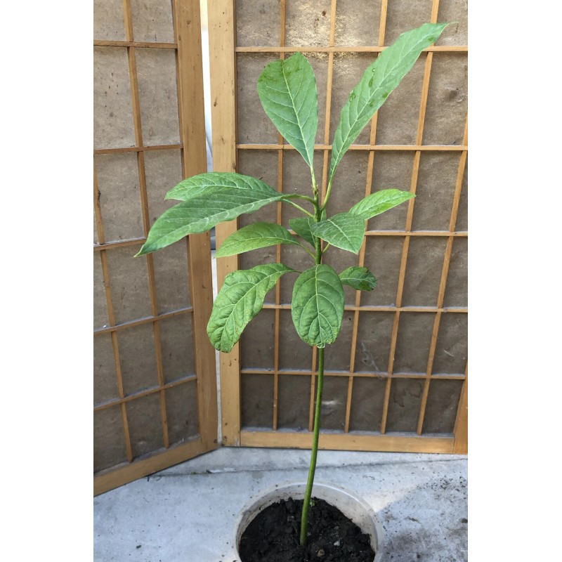 Avocado Fruit Tree 20” Seedling Live Plant Ready To Plant