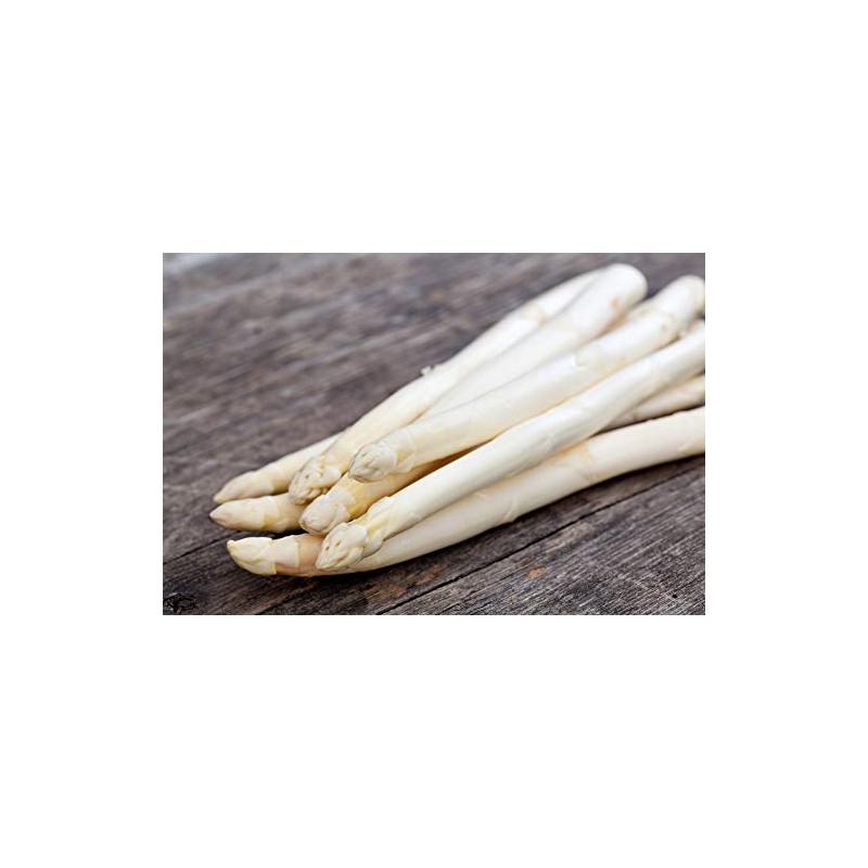Exotic White Asparagus Seeds for Planting - 100+ Seeds -