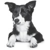 Nupec Nutrición Científica Perro Cachorro - Mediana/Grande - Mix -