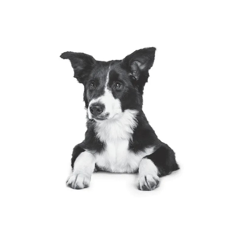 Nupec Nutrición Científica Perro Cachorro - Mediana/Grande - Mix -