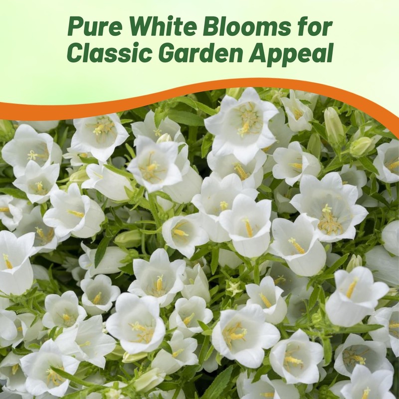 Outsidepride Medium White Canterbury Bells Flower Seeds - 10000 Pcs