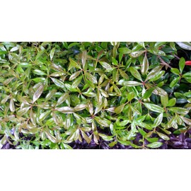 Pixies Gardens (3 Gallon) Cleyera Japonica - No-Care Privacy Screen Or As A Sound Barrier. Large Hedge Shrub That Tolerates Shade. Orange-Red New Foliage Matures to Lush Deep Green. Evergreen.