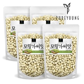 Pure Young Moringa Seeds 300gx4bags Moringa Collection / 퓨어영 모링가 씨앗 300gx4봉 모링가모음