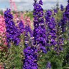 Outsidepride Larkspur Blue Spire - 1000 Seeds