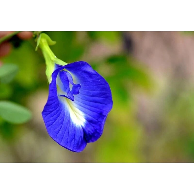 Buy Rare Seeds Clitoria ternatea Single Blue and White Mix