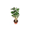 Aralia Fabian - 6" from California Tropicals