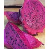 Cactus 4 Live Dragon Fruit Tree Cuttings 8-12 Inches Check