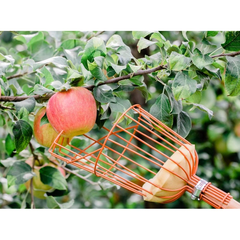 Teal Turtle Professional Apple Fruit Picker (Basket with Wooden Handle,