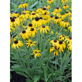 Perennial Farm Rudbeckia x 'American Gold Rush' – Live Perennial Black-Eyed Susan Plant, Size #1 Container, Bright Yellow Flowers – Deer Resistant, Long Blooming, Full Sun