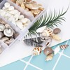 MQWDGJ Shells, 100 Pieces 1-3 cm Shells Decoration, Shells for