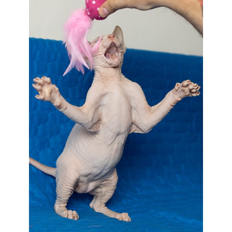 Nekomote Ball with Wings