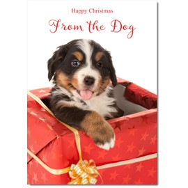 doodlecards From The Dog Christmas Card Dog in Parcel Medium Size Christmas Card for From The Dog with Plain Envelope