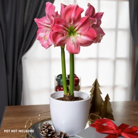 Hadeco Amaryllis Flower Bulbs, 3 Bulbs of Candy Floss Amaryllis Flower, Easy to Grow Live Indoor Flower, Beautiful Pink Amaryllis, Gift for Holidays, Housewarming, Office, Home, and Room Decor