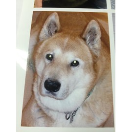 Dr. Baker's Canine System Saver