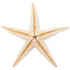 Tokyodo FD005064-zzz Dried Flowers, Starfish, Approx. 1.2 - 2.4 inches