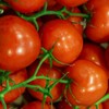 Tomato Garden Seeds - Jet Star Hybrid - 1000 Seeds