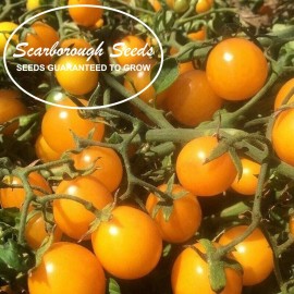 SCARBOROUGH SEEDS Gold Nugget Cherry Tomato Seeds 100 SEEDS - Non-GMO Yellow