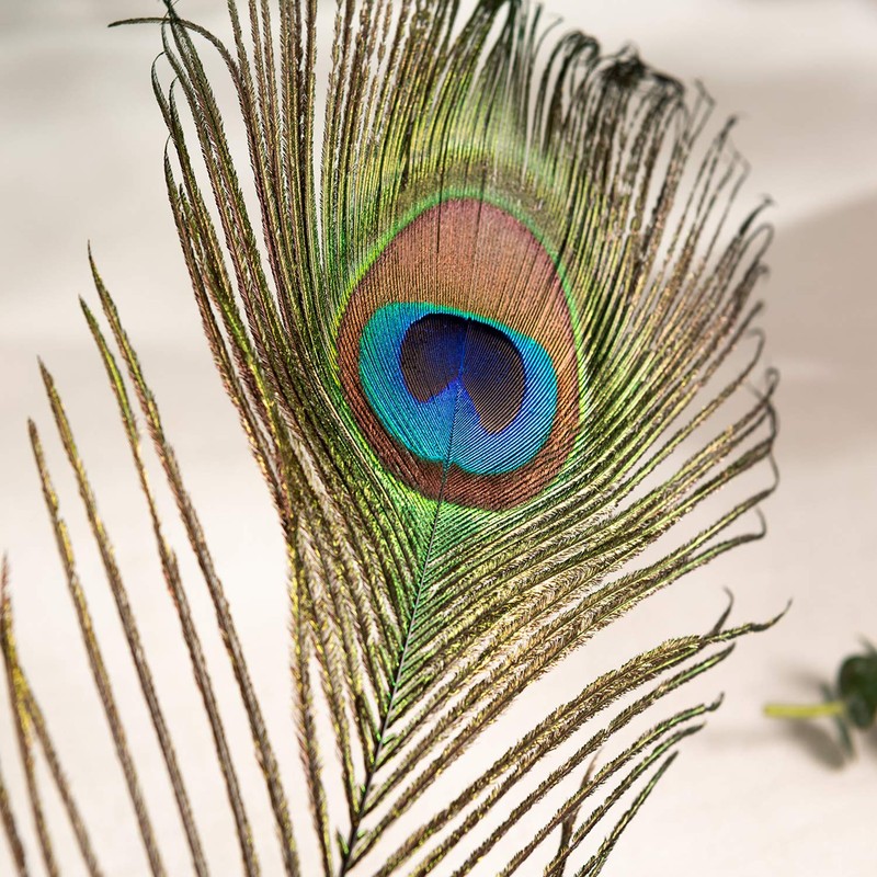 Piokio 100 pcs Natural Peacock Feathers in Bulk 16-18 inch(40-45