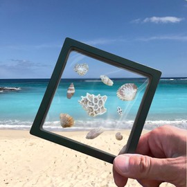 DEALSGOGO 2pcs Seashell holder, 3D Floating Seashell Display Box, Transparent Seashell Display Box， sea shell holder Decorative Seashell Starfish Trinket，Shark Teeth, Diamonds, Jewelry, Badges & Coins