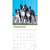 Boston Terriers | 2026 12 x 24 Inch (Hanging) Monthly
