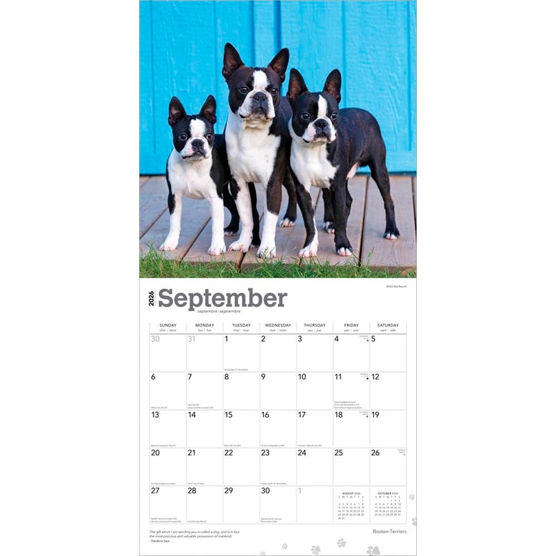 Boston Terriers | 2026 12 x 24 Inch (Hanging) Monthly
