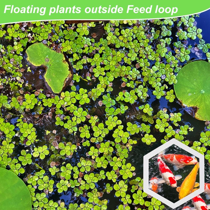 PEUTIER 5pcs Aquarium Floating Plant Corral, Foam Fish Feeding Rings