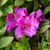 Encore Azalea Autumn Royalty (1 Gallon) Azalea of The Year