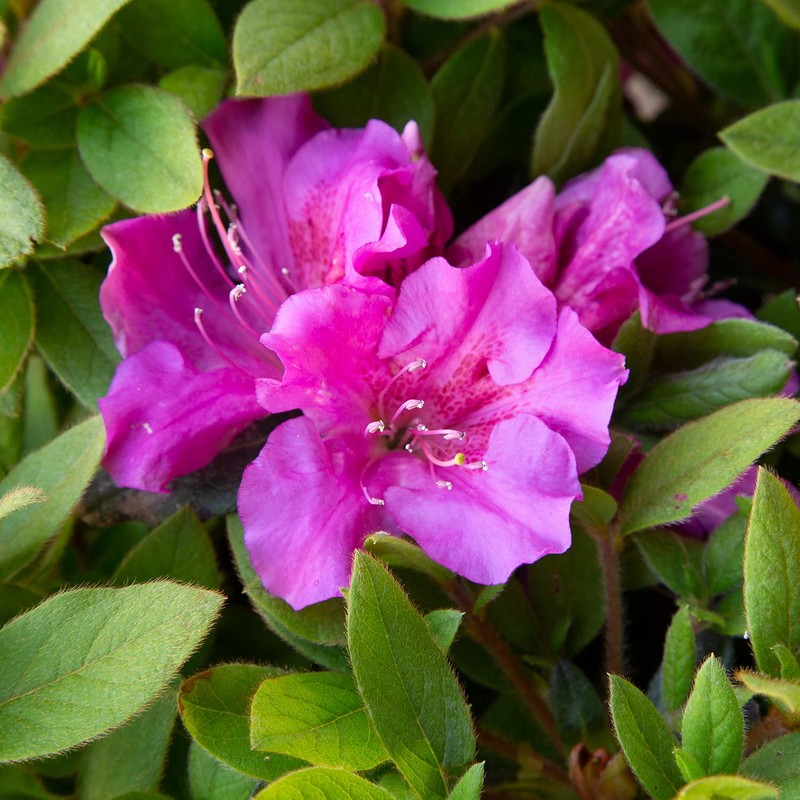Encore Azalea Autumn Royalty (1 Gallon) Azalea of The Year