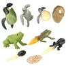 CIYODO 2 Sets Creative Simulation Frog Turtle Growth Model Animal