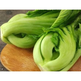 Mustard 600+ PCS MUSTARD  DA PIN PU, CẢI BẸ DƯA  |NEW SEEDS FREESHIP|