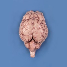 Carolina's Perfect Solution® Sheep Brain, Dura Mater Removed, Optic Chiasma Intact, Plain, Pail